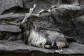 Markhor male at rest on the rock. Royalty Free Stock Photo