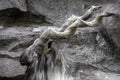 Markhor male at rest on the rock. Royalty Free Stock Photo