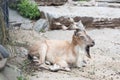 Markhor in Moscow zoo Royalty Free Stock Photo