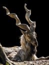 Markhor