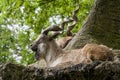 Markhor resting on a rock Royalty Free Stock Photo