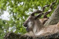 Markhor resting on a rock Royalty Free Stock Photo