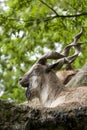 Markhor resting on a rock Royalty Free Stock Photo