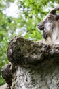 Markhor resting on a rock Royalty Free Stock Photo