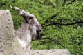 Markhor resting on a rock Royalty Free Stock Photo