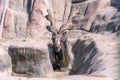 The Markhor or scythe goat disguises itself among the rocks and looks into the camera. Mountain goat in the wild Capra Royalty Free Stock Photo