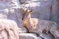 The Markhor or scythe goat lies on rocks and gets sunbases. Mountain goat in the wild Capra falconeri Royalty Free Stock Photo