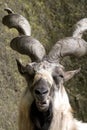 Markhor smile Royalty Free Stock Photo