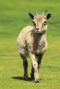 Markhor Royalty Free Stock Photo