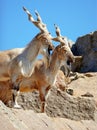 Markhor Royalty Free Stock Photo