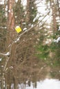Marking a hiking trail in a winter pine forest. Above the snow-covered narrow trail hangs a yellow cube waymark on a tree.