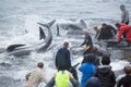 Marking Pilot whales in Faroe Islands Royalty Free Stock Photo