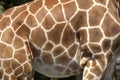 Markings of the rothchilds giraffe Royalty Free Stock Photo