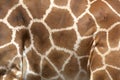 Markings of the rothchilds giraffe Royalty Free Stock Photo