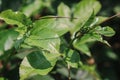 markisah or passion fruit leaves cup picture Royalty Free Stock Photo