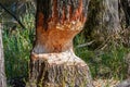 Marks afters beaver teeth on a tree trunk in wetland