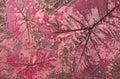 Pattern of leaf stamped on pink concrete pavement for decorate walkways in the garden