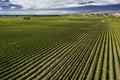 Marlborough Vineyard