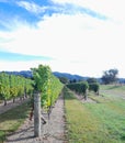 A Marlborough Vineyard