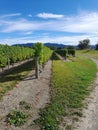 Marlborough Vineyard