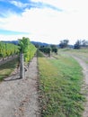 A Marlborough Vineyard