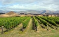 Marlborough Vineyard in Mid Summer, New Zealand