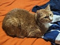 Marley Kitty crouching on the towels