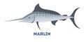 Marlin fish of blue color from sea. Royalty Free Stock Photo