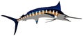 Marlin fish cartoon vector drawing underwater marine life Royalty Free Stock Photo