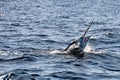 Marlin sailfish, pacific ocean, Costa Rica Royalty Free Stock Photo