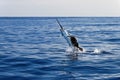 Marlin sailfish, pacific ocean, Costa Rica Royalty Free Stock Photo