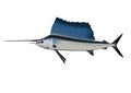 Marlin and sport fishing