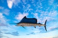 Marlin - Swordfish,Sailfish saltwater fish Istiophorus Blue sky background Royalty Free Stock Photo