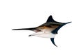 Marlin - Swordfish,Sailfish saltwater fish (Istiophorus) isolate Royalty Free Stock Photo