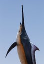 Marlin - Swordfish,Sailfish saltwater fish Istiophorus isolated on sky background Royalty Free Stock Photo