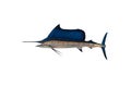 Marlin - Swordfish,Sailfish saltwater fish Istiophorus isolated on white background with clipping path Royalty Free Stock Photo
