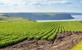 Marloes Peninsula plantation, Wales