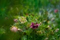 Marlon hellborus  blooms in the spring garden Royalty Free Stock Photo