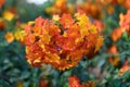 Marmalade bush Streptosolen jamesonii, bright orange flowers Royalty Free Stock Photo