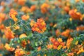 Marmalade bush Streptosolen jamesonii, flowering shrub Royalty Free Stock Photo