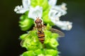 Marmalade Hover Fly on a wild flower, Episyrphus Balteatus Royalty Free Stock Photo
