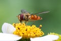 Marmalade hoverfly