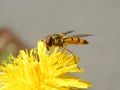 Marmalade hoverfly, Episyrphus balteatus feeding on dandelion blossom