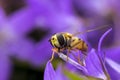 Marmalade hoverfly Episyrphus balteatus