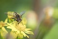 Marmalade hoverfly