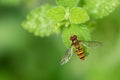 Marmalade Hoverfly episyrphus balteatus On Green Leaf