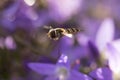 Marmalade hoverfly Episyrphus balteatus pollinating