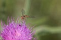 Marmalade Hoverfly, hover fly, Episyrphus balteatus on a purple thistle flower, Cirsium sp.