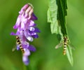 Marmalade Hoverfly - Episyrphus balteatus sitting on the purple flower Tufted Vetch and green leaf.