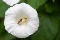 Marmalade Hoverfly episyrphus balteatus On White Flower